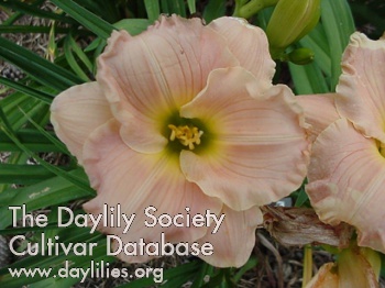 Daylily Handsome Is